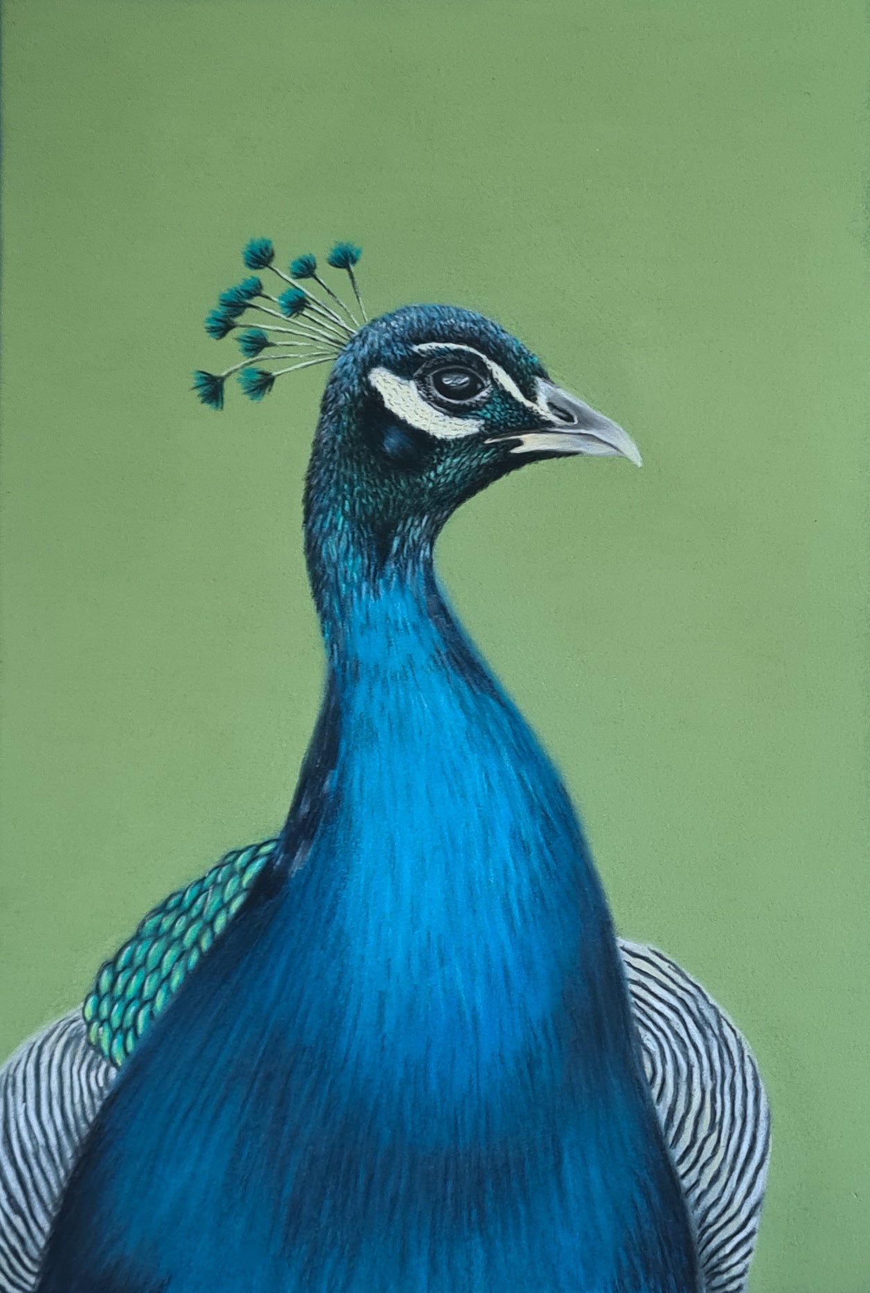 Proud as a peacock