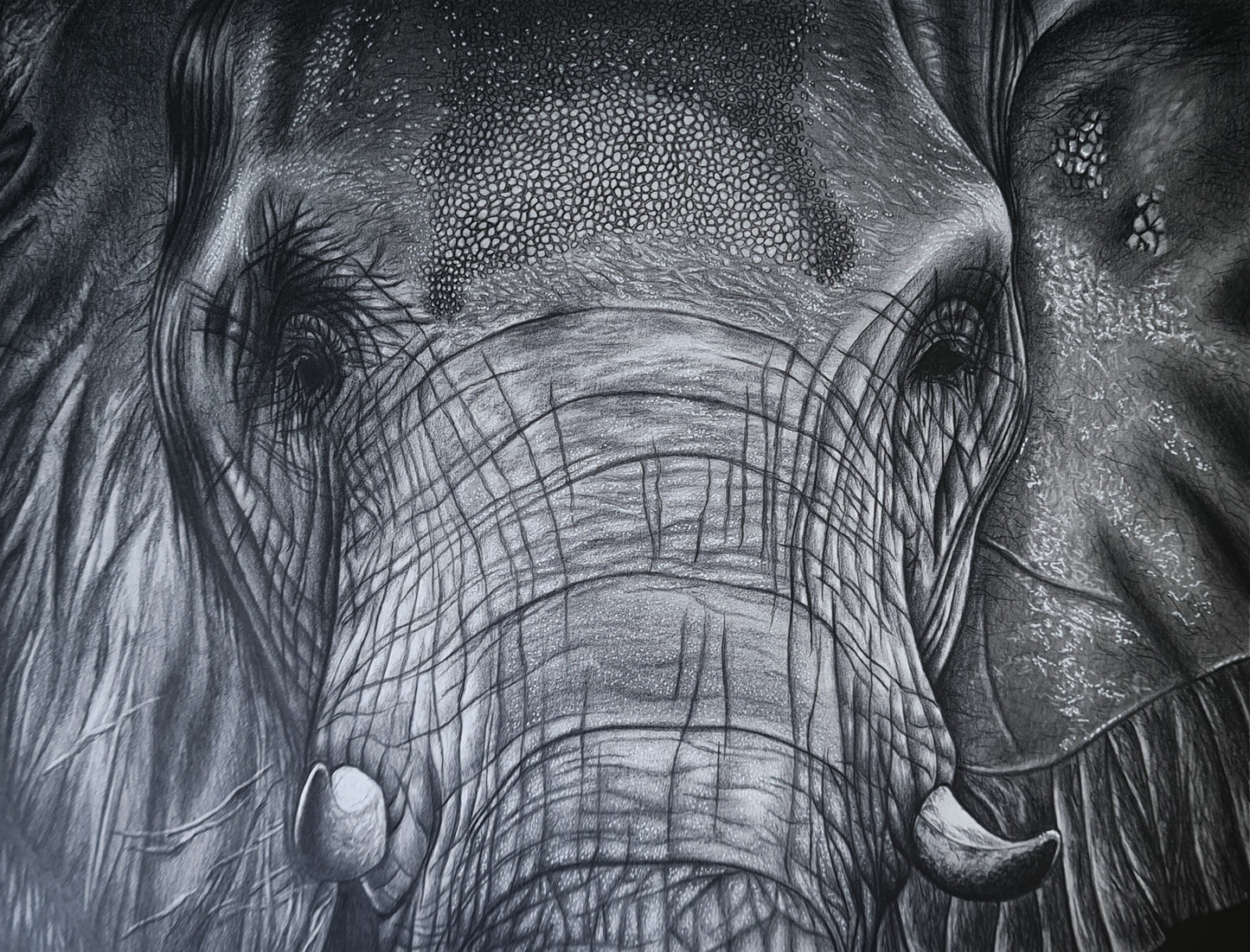 The elephant glance