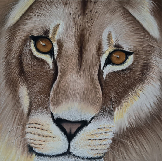 The look of a lion