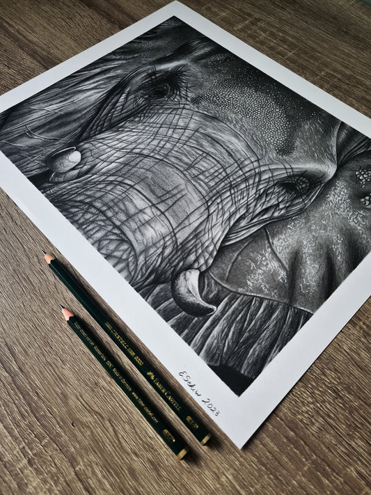 The elephant glance