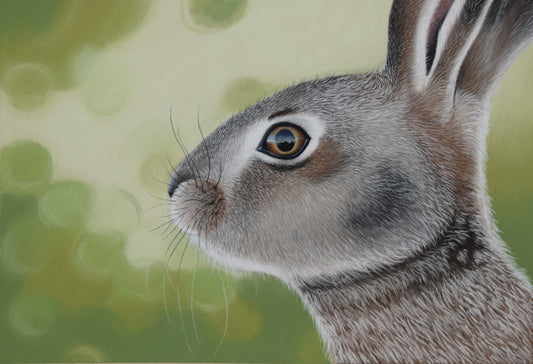 The Hare's Gaze