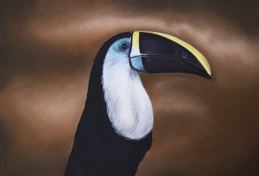Toucan in stillness