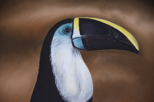 Toucan in stillness