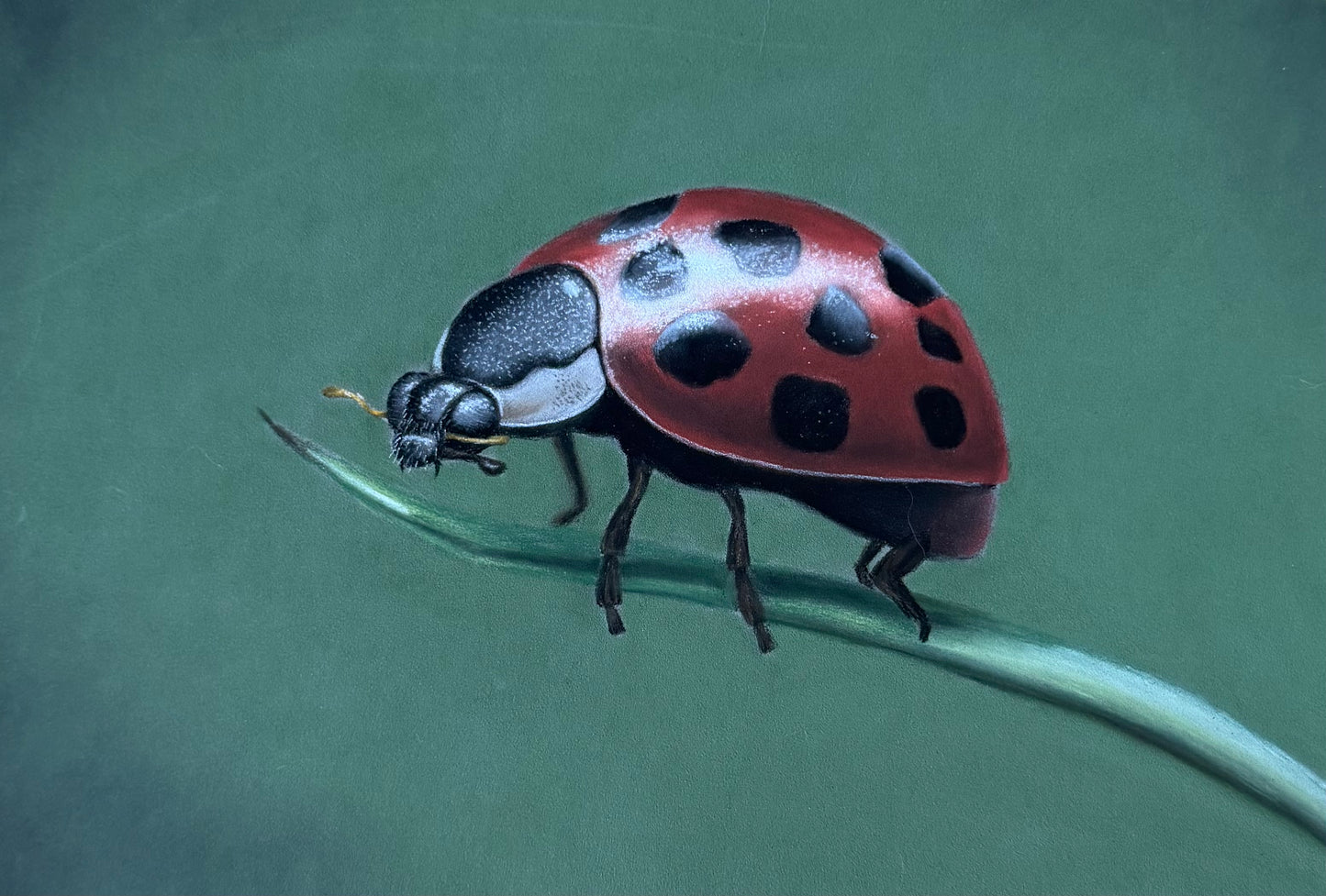 Nature´s tiny jewel